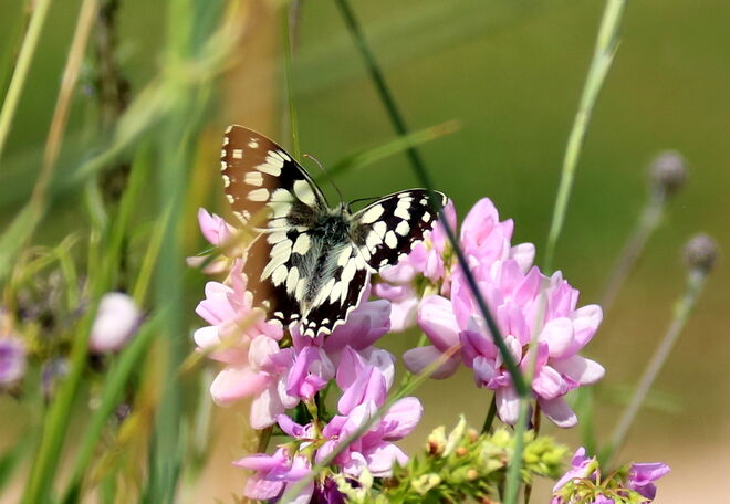 Schachbrettfalter am Klee