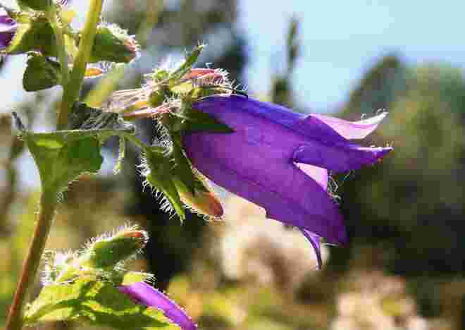 Glockenblume