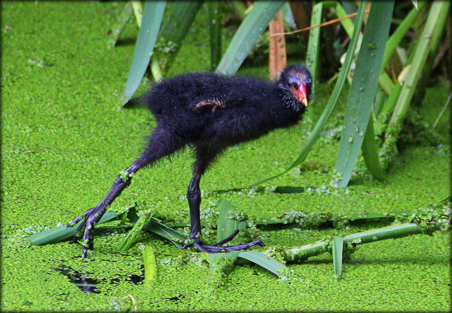 *  auf großen Füßen durchs Leben *