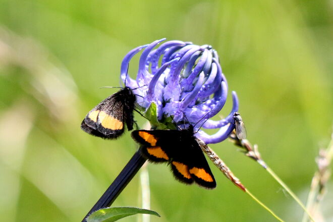 "Teufelskralle mit viel Besuch"