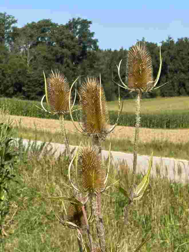 Schönheiten am Wegesrand 