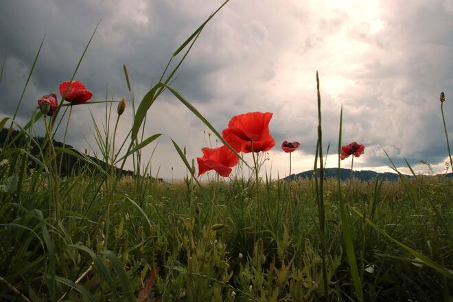 Aufziehende Regenwolken überm Klatschmohn