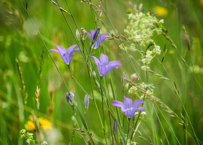 blühende Bergwiese...