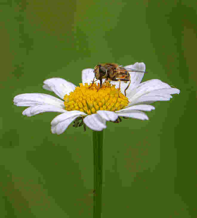Im Bienengarten...