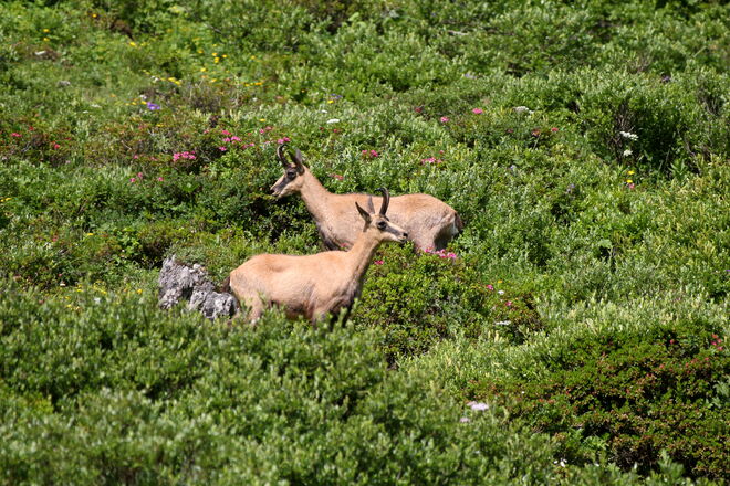"Überraschende Begegnung"