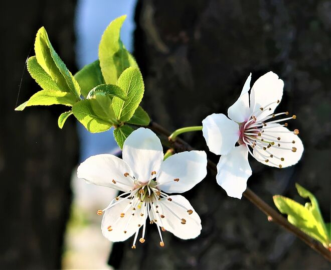 Frühling in Wien