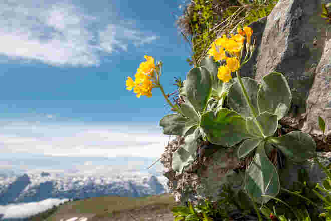  Petergstamm und Tennengebirge