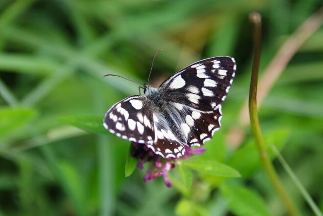 Ein Schachbrettfalter