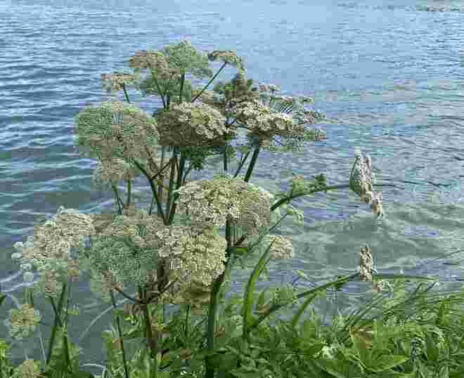 Engelwurz in voller Blüte 
