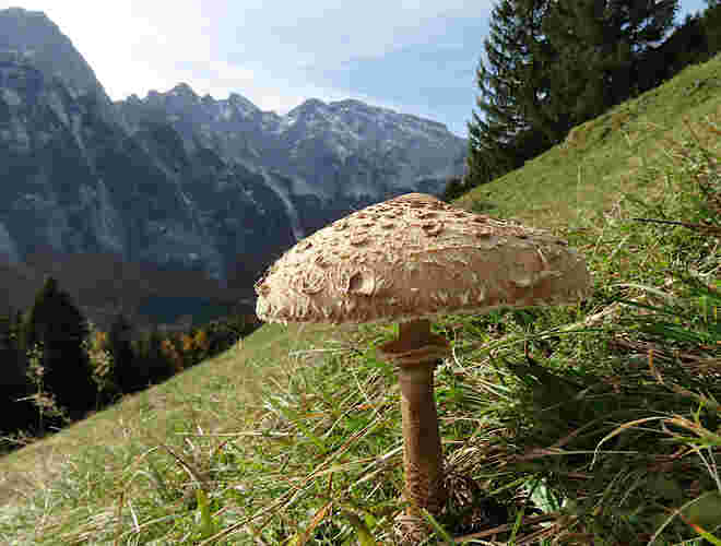 Parasol