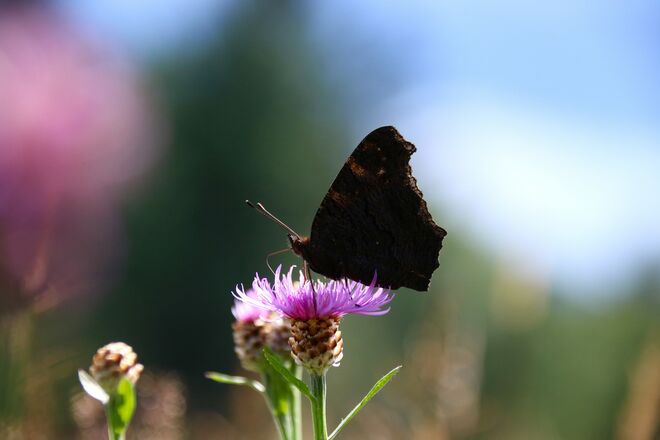 Pfauenauge im Profil