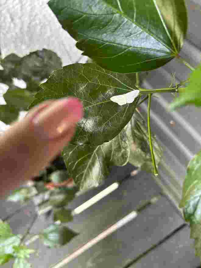 Der Winzling mit meinem Zeigefinger 
