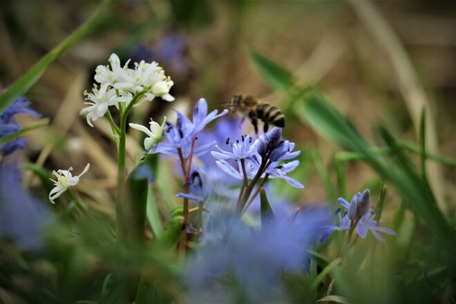 Weißes Himmelsternchen