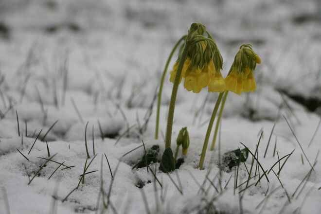 Der Winter ist zurück