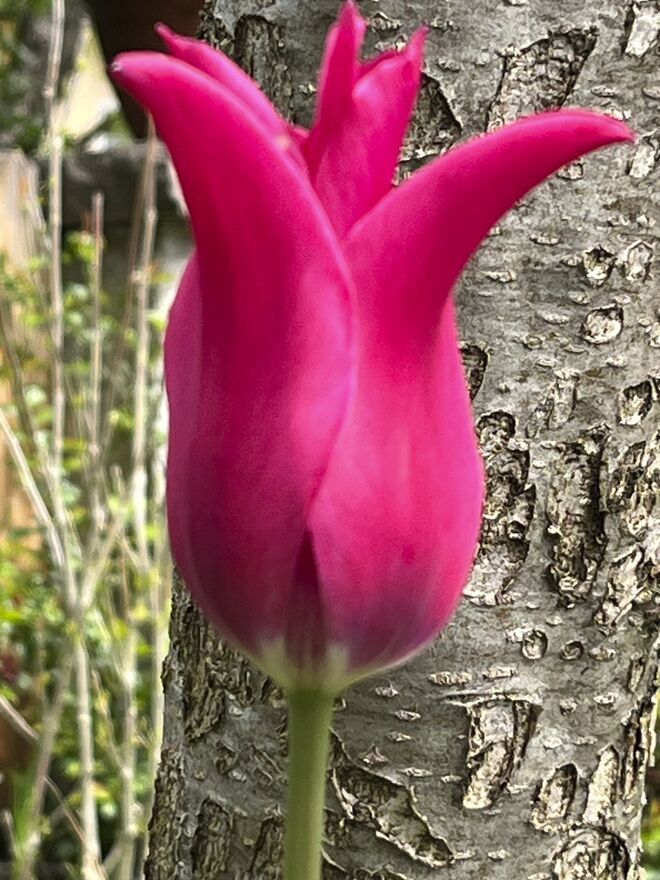 Noch eine letzte, wunderbare Tulpenblüte