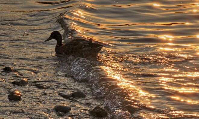 Enterl im "goldenen" Wallersee bei Sonnenuntergang