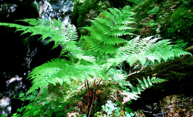 Feine Schönheit in der Wildnis 