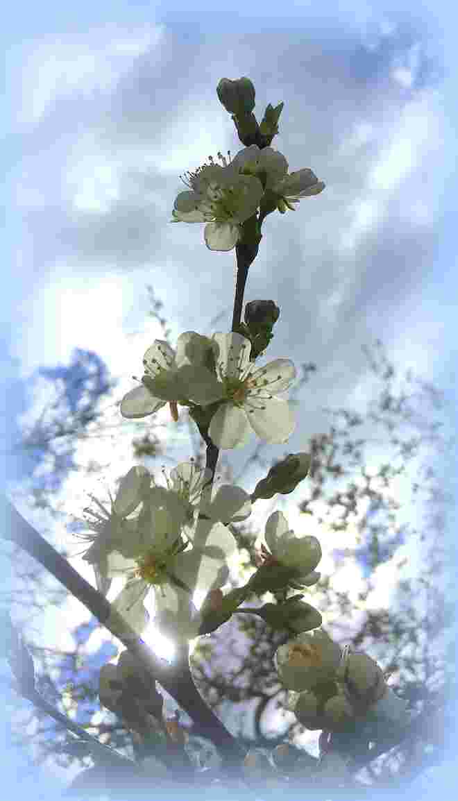 Blüten im Sonnenlicht
