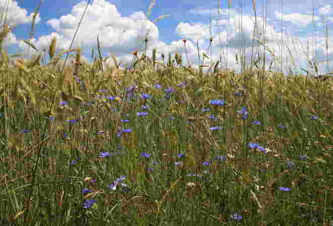 Kornblumen