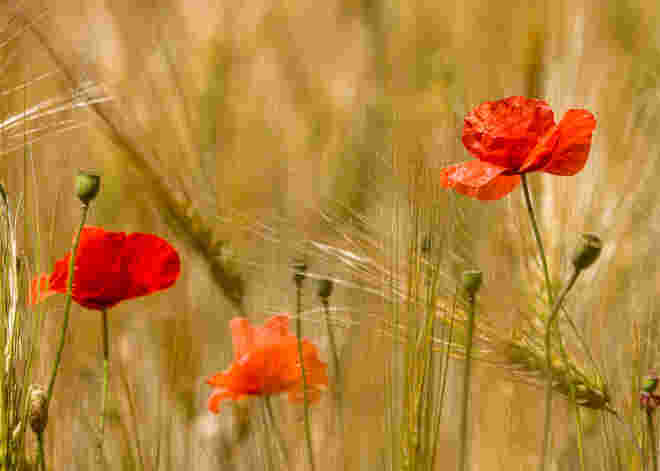 Mohn im Getreidefeld...
