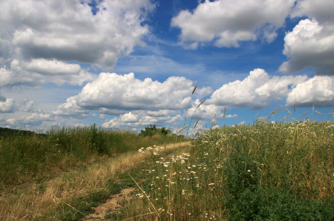 Sommerspaziergang durch die Felder