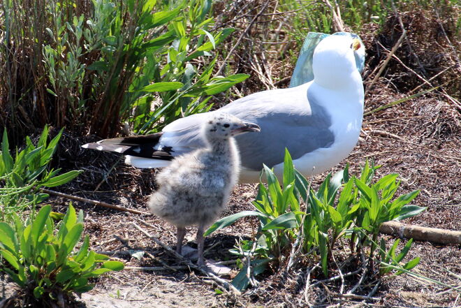 * Möwenfamilie in der Lagune *