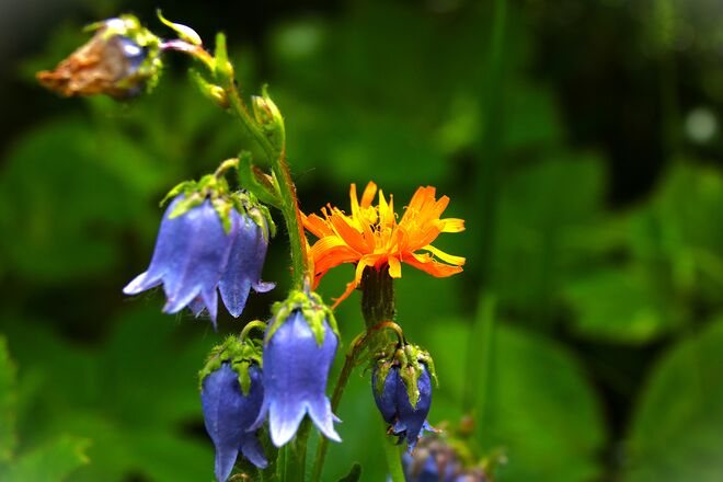 Alpenglockenblume und Wiesenbocksbart