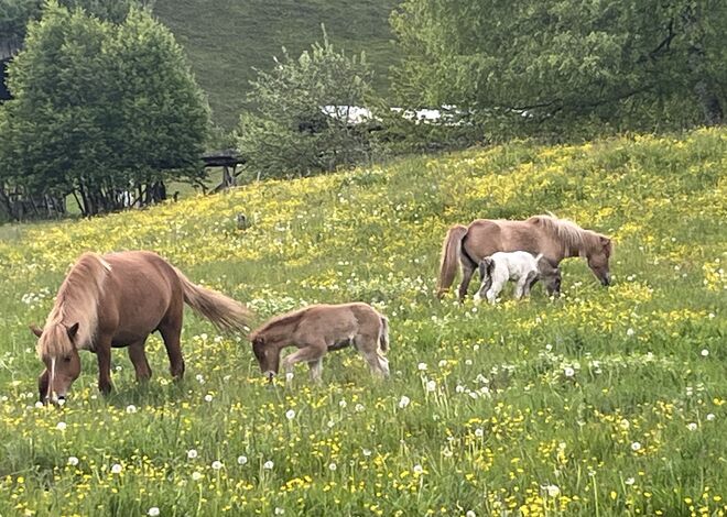Idylle passend zum Muttertag