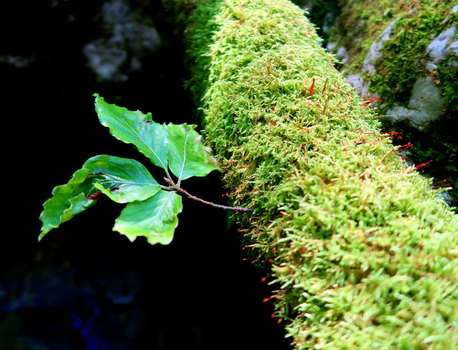 Aus dem gefallenen, bemoosten Baum wächst ein Blatt mit frischem Grün