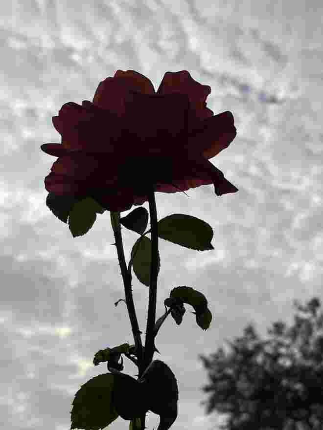 Rosenblüte vor himmlischen Wattewölkchen