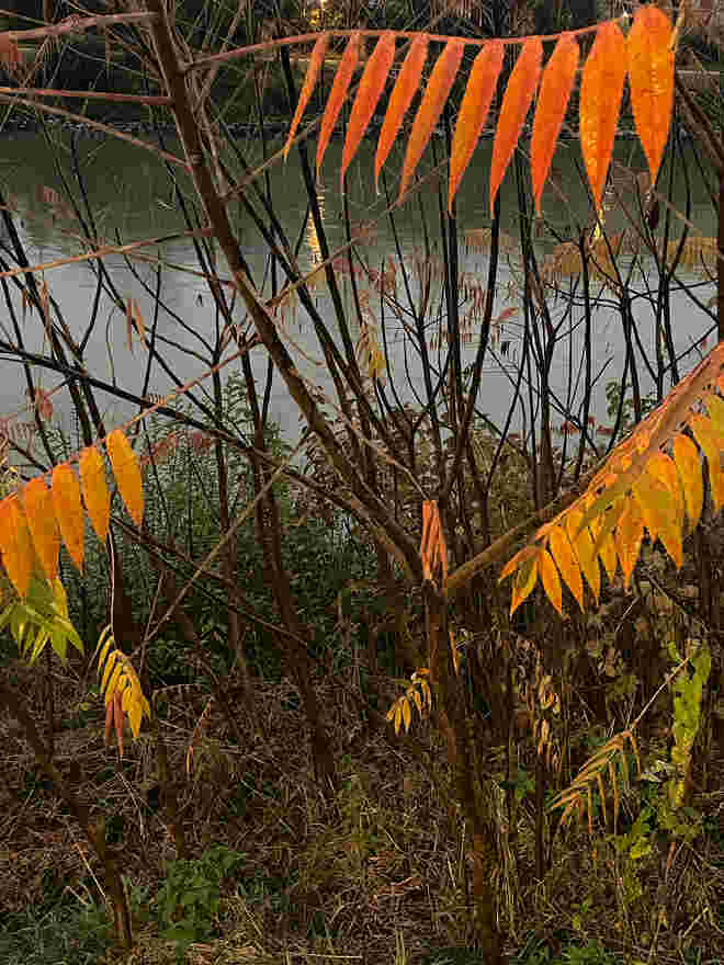 Salzachufer