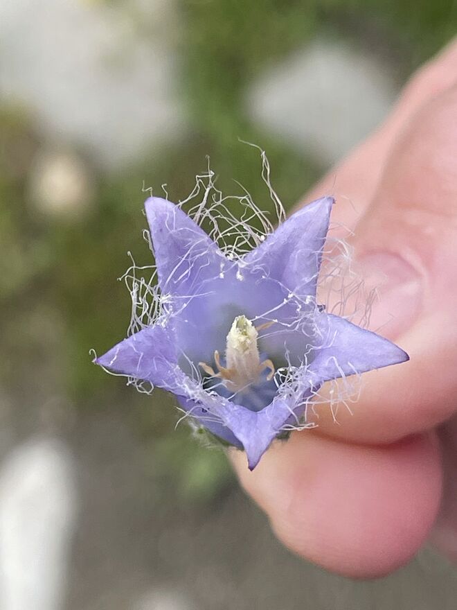 „Bärtige Glockenblume“