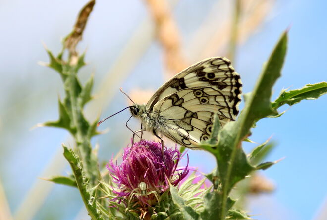 Jetzt aber erwischt....