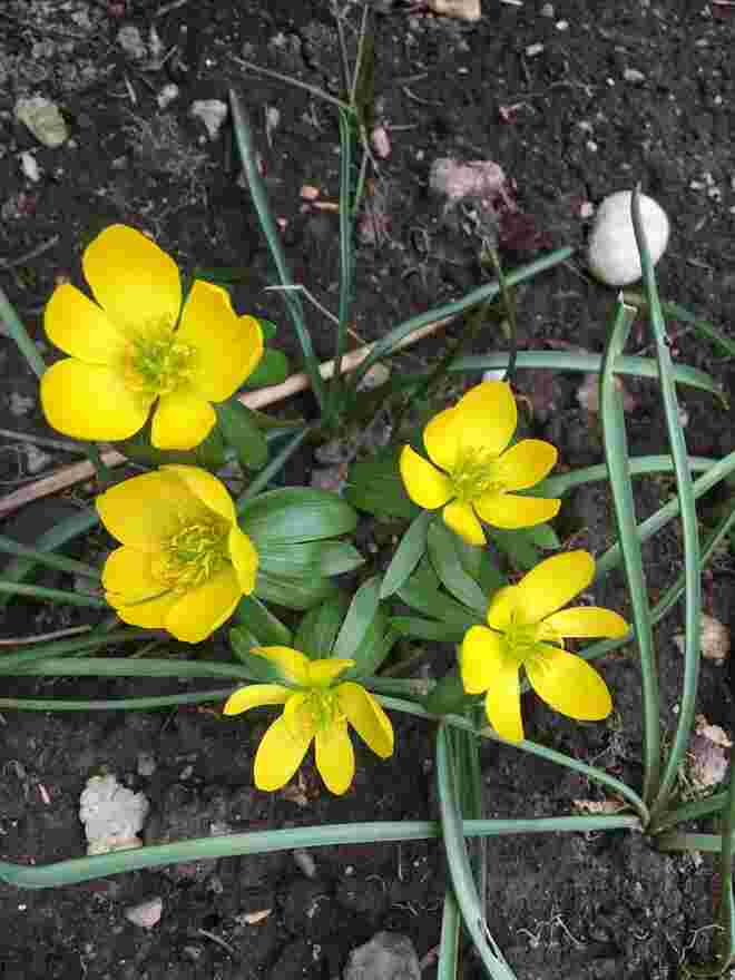Winterlinge