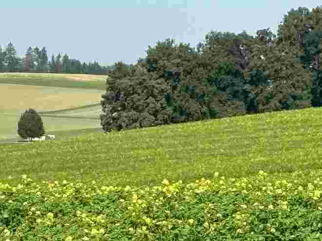 Gelbe Farbtupfer 