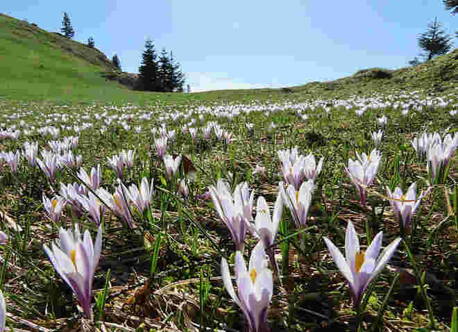 Krokuswiese
