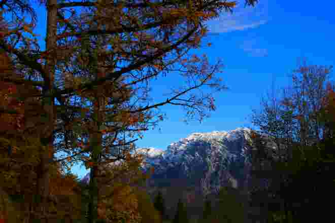 Durchs Herbstlaub und die Herbstnadeln geblickt...