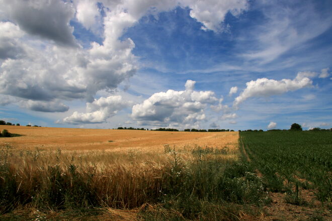 Blick in die Kornkammer