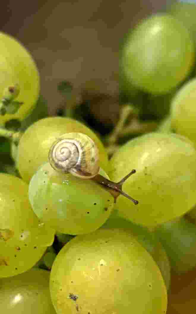 Unser Wein-Schneck‘