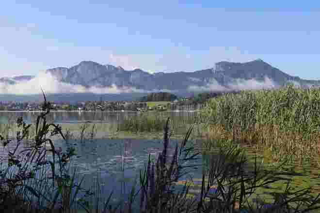 Mondsee mit sommerlicher Ufervegetation