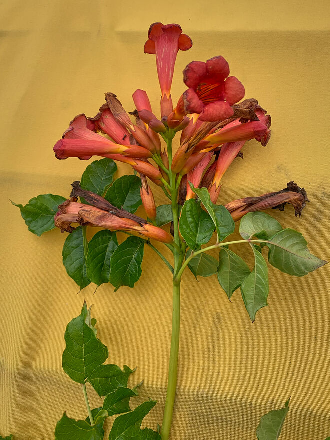 Amerikanische Klettertrompete