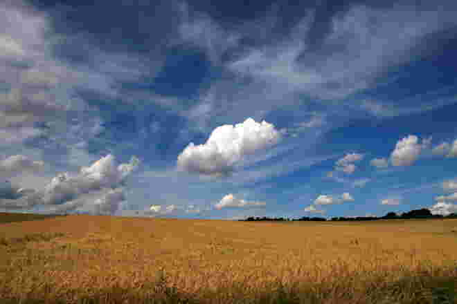 Spaziergang durch die Getreidefelder