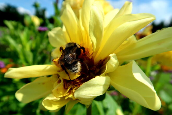 Im Nektar-Schlaraffenland