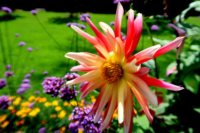 Bunt, strahlend, feurig 