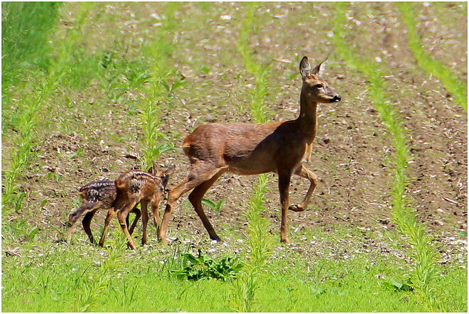 * mit Mama vorsichtig übers Feld *