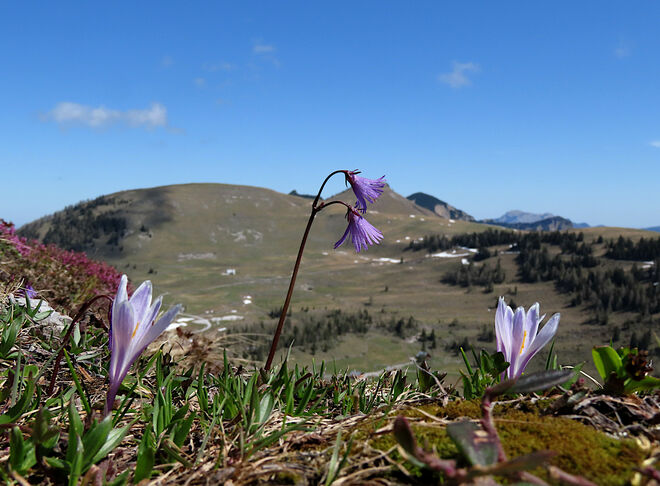 Krokus und Soldanelle