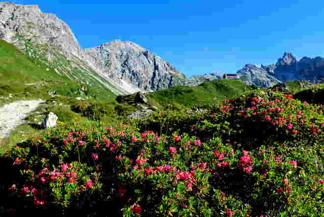 Der Almrausch ist noch in voller Blüte 