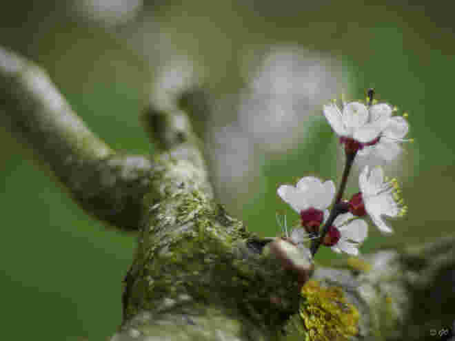 Marillenblüte