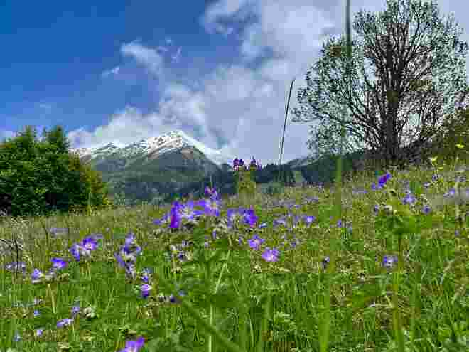 Storchenschnabelwiese und der angezuckerte Gamskarkogel