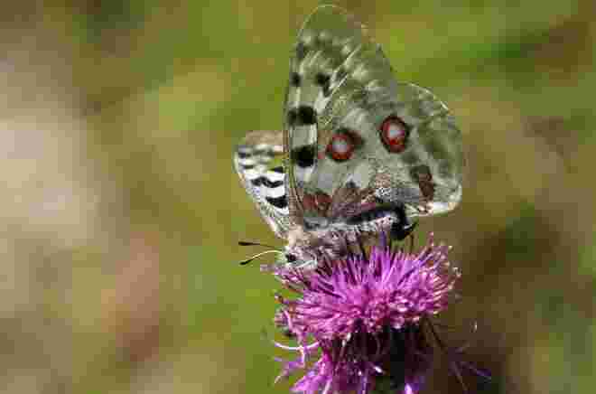 Roter Apollofalter von der Seite